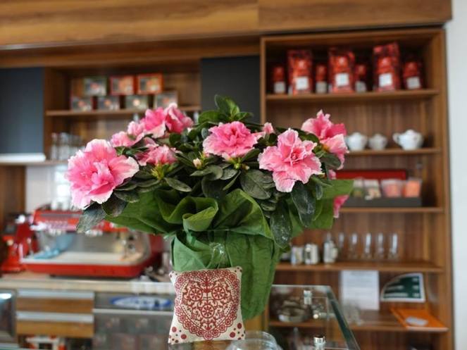 22221670_933603650125182_8841841504610118419_n