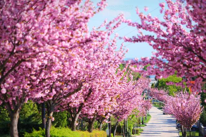 17814379_1737344859615503_7007360336906280042_o